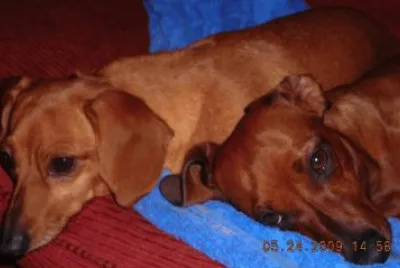 Clarita e Igor jigsaw puzzle