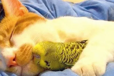 descansando con amiguito