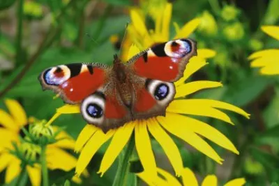 mariposa7