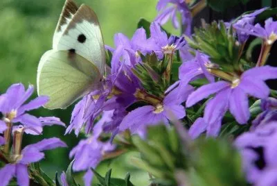 mariposa8