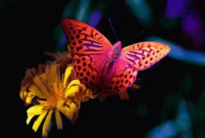mariposa10