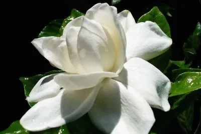 flor de jazmin