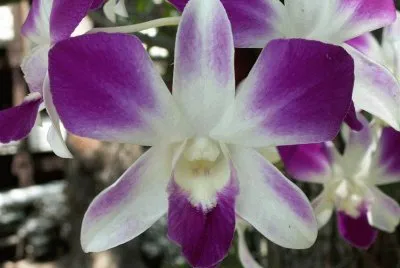 lirio