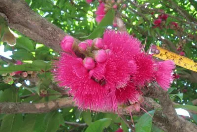 bella flor