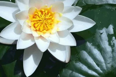 bella flor 2