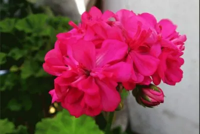 malvon fucsia