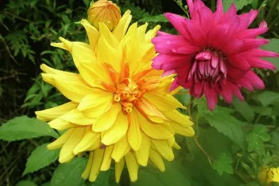 dalias