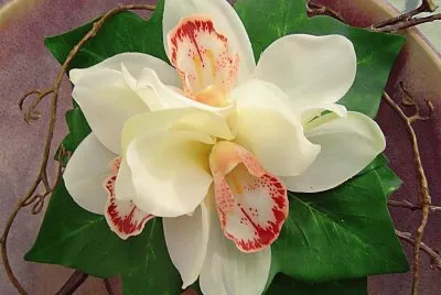 azucena blanca