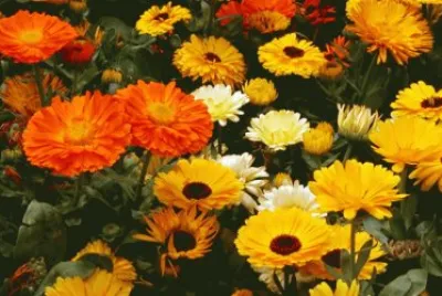 calendulas