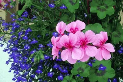 lobelia y geranio