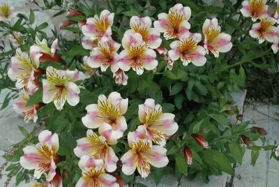 fleurs