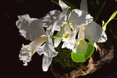 Orchidee