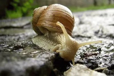 Schnecke
