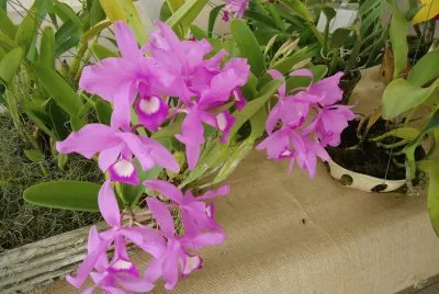 OrquÃ­dea