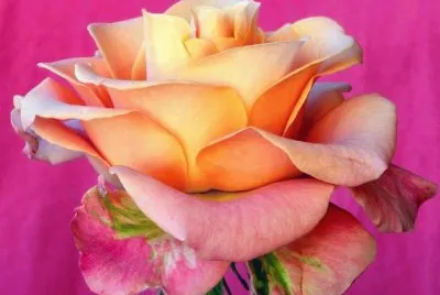 Amazing Rose
