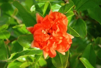 fleur de grenadier