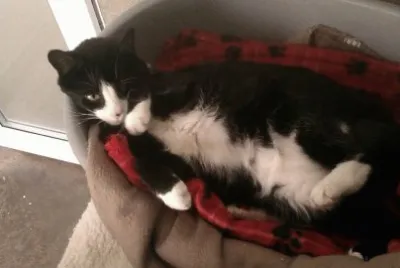 Missy 2