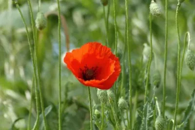 Mohn
