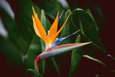 flor pajaro