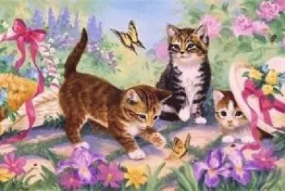 gatos