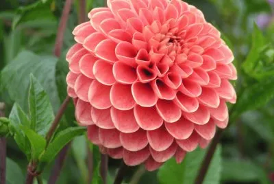 dahlia