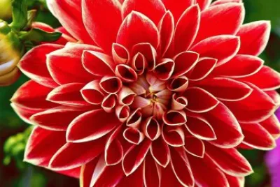 dahlia