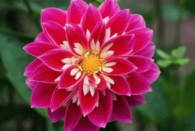dahlia