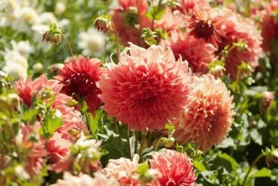 dalias