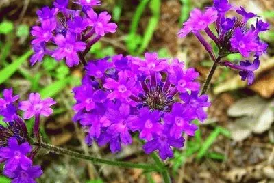 Verbena