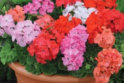 macesetero con malvas