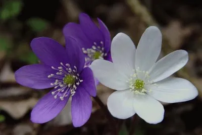 hepatica nobilis