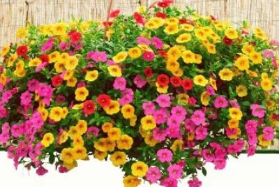 maceta colgante con flores varias