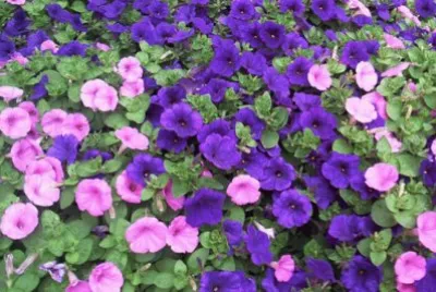 tipos de petunias