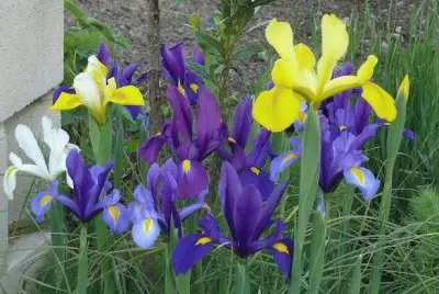 lirios violetas y amarillos