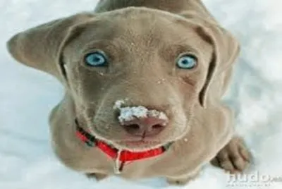 lindo y tierno