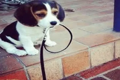 quiero pasear