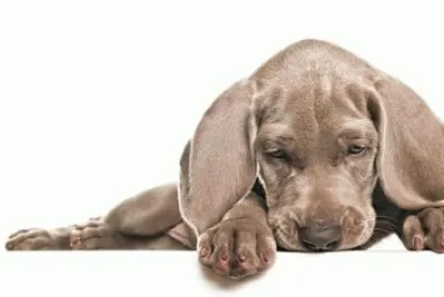 cachorros