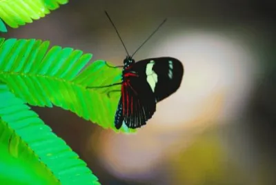 Borboleta