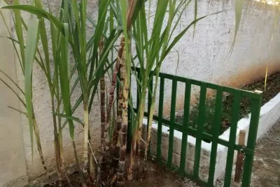 Pés de Cana
