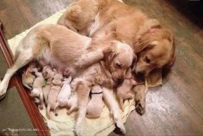 familia completa