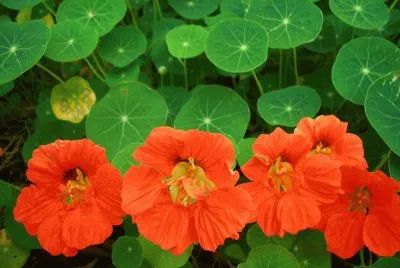 èŠ±è‰æ¨¹æœ¨