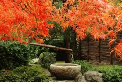 Natureza jigsaw puzzle