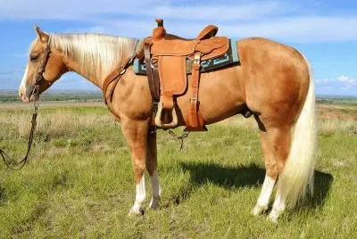 Caballo palomino