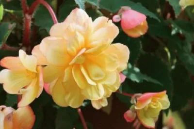 begonia