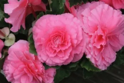 begonia