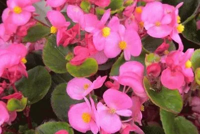 begonia