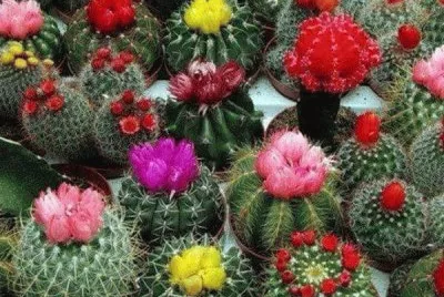 diferentes cactus