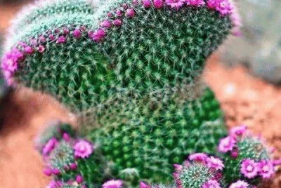 Cactus flor Rosa