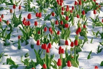 tulipanes rojos en la nieve