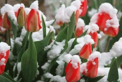 tulipanes nevados